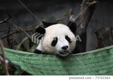Smile baby panda 73781983