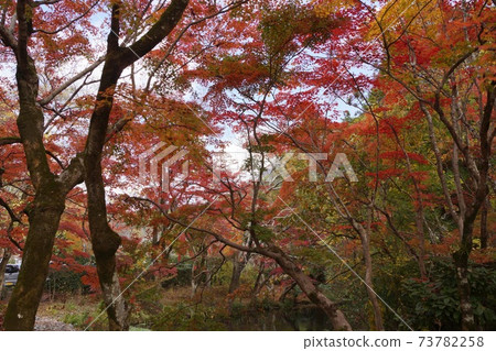 大分縣由布市由布院金林湖周圍的秋葉 73782258
