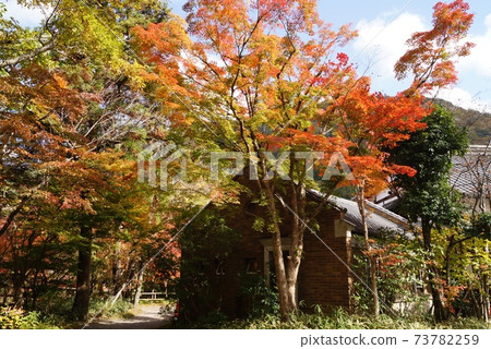 Yufuin, Yufu City, Oita Prefecture Autumn leaves and buildings around Lake Kinrin 73782259