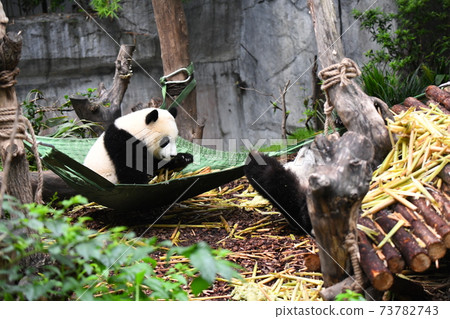 Baby panda relaxing in a hammock Baby panda relaxing in a hammock 73782743