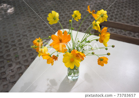 Close-up of yellow starburst flowers . 73783657