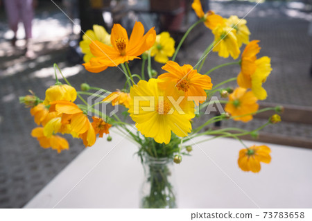 Close-up of yellow starburst flowers . 73783658