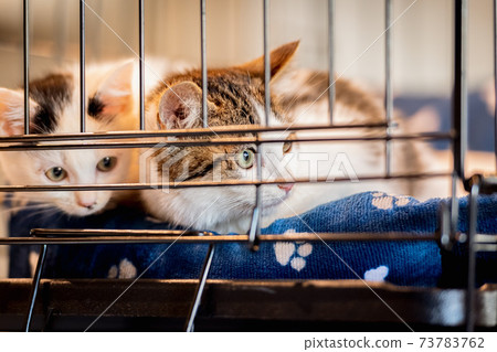 Cat in the cage Cat in the cage 73783762