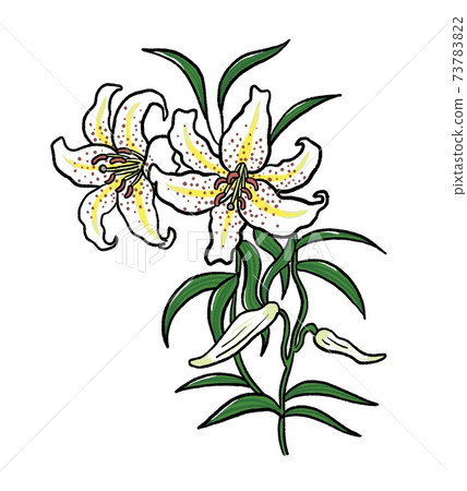 金色百合的插圖 73783822