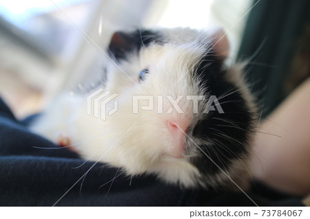 看著相機完美的豚鼠 73784067