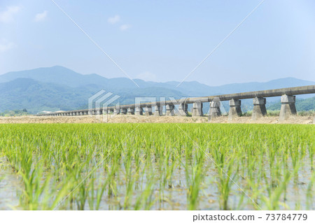 Azumi Suimizu and rice fields after rice planting 73784779