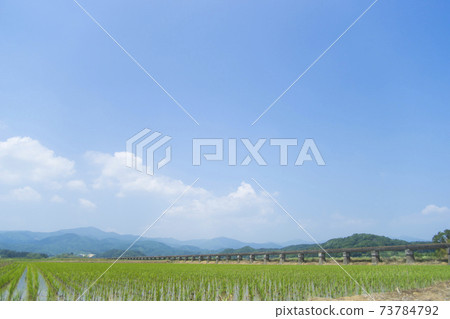 水稻種植後的水清安水田和稻田 水稻種植後的水清安水田和稻田 73784792