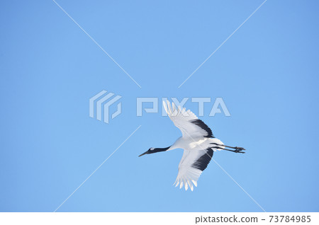 Blue sky and crane (Hokkaido · Tsurui) 73784985