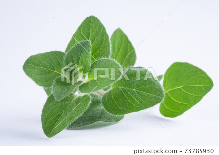 Green oregano on white background. Fresh oregano on a white scene. Green oregano on white background. Fresh oregano on a white scene. 73785930