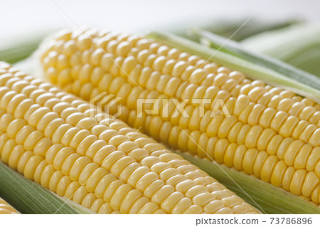 Corn 73786896
