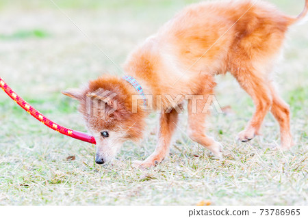 Dog walking Dog walking 73786965