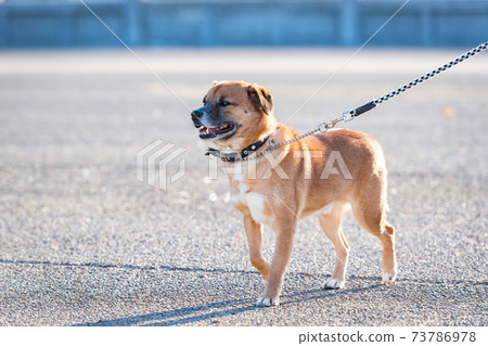 Dog walking Dog walking 73786978