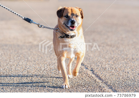 Dog walking Dog walking 73786979