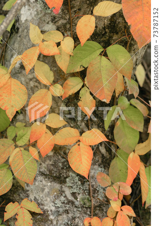 葉子葉子的秋葉 73787152