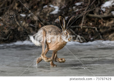 Hare running on frozen pond 73787429