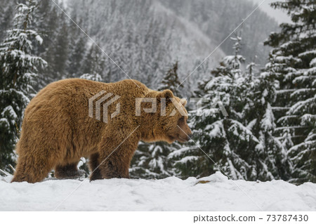 Close wild big brown bear in winter forest 73787430