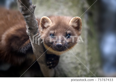 Marten on a branch in winter 73787433