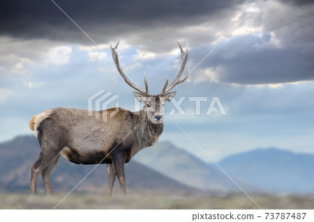 Majestic red deer stag on mountain baskground. Animal in nature habitat Majestic red deer stag on mountain baskground. Animal in nature habitat 73787487