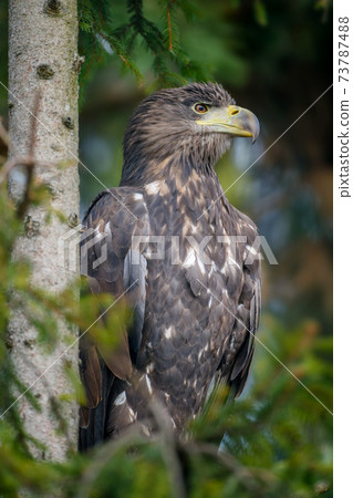 White-tailed eagle sitting on pine branch White-tailed eagle sitting on pine branch 73787488