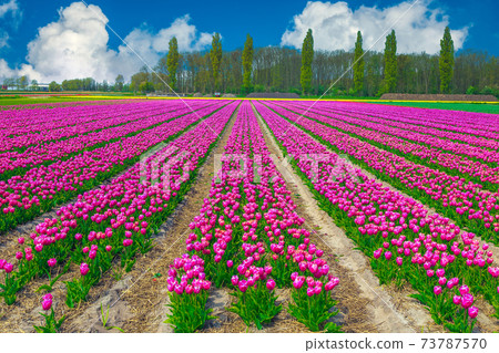 Amazing flowery landscape with colorful tulip fields in Netherlands 73787570