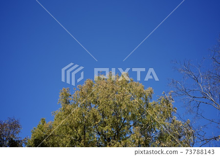 藍天和秋葉 藍天和秋葉 73788143