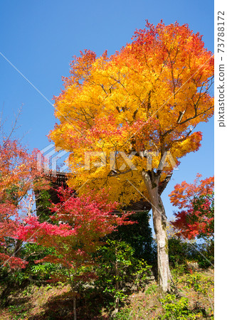 京都吉峰寺的大門和秋葉 73788172