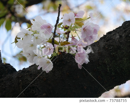 Cherry blossoms Cherry blossoms 73788735
