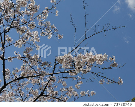 Cherry blossoms Cherry blossoms 73788749