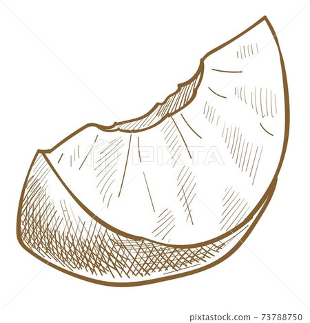 Apricot or peach sweet fruit cut in piece sketch Apricot or peach sweet fruit cut in piece sketch 73788750