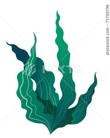 Tropical seaweed flora for aquarium or sea bottom 73788796