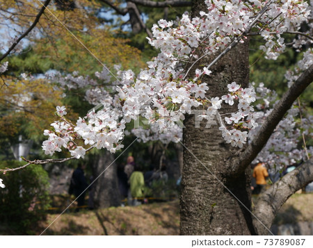 Cherry blossoms Cherry blossoms 73789087