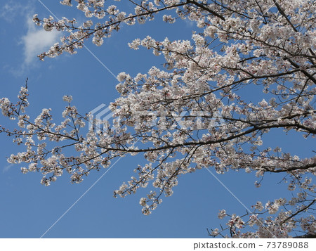 Cherry blossoms Cherry blossoms 73789088