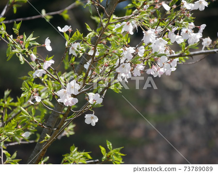 Cherry blossoms Cherry blossoms 73789089