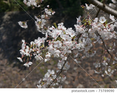 Cherry blossoms Cherry blossoms 73789090