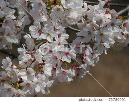 櫻花 櫻花 73789091