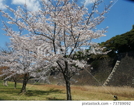 櫻花 櫻花 73789092