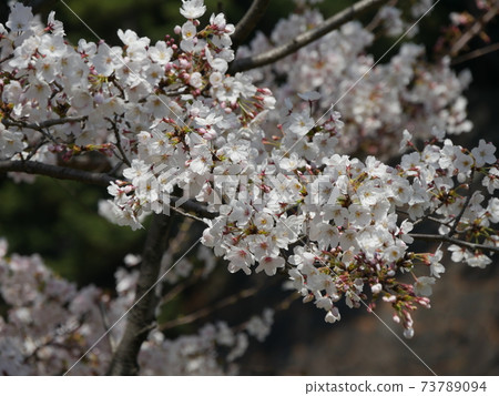 Cherry blossoms Cherry blossoms 73789094