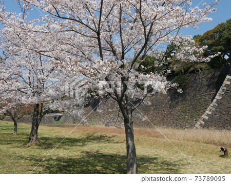 Cherry blossoms Cherry blossoms 73789095