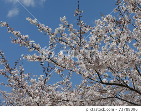 Cherry blossoms Cherry blossoms 73789096