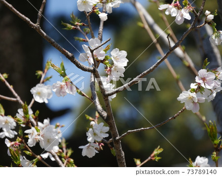 Cherry blossoms Cherry blossoms 73789140