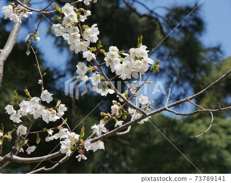 Cherry blossoms Cherry blossoms 73789141