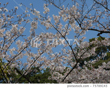 Cherry blossoms Cherry blossoms 73789143