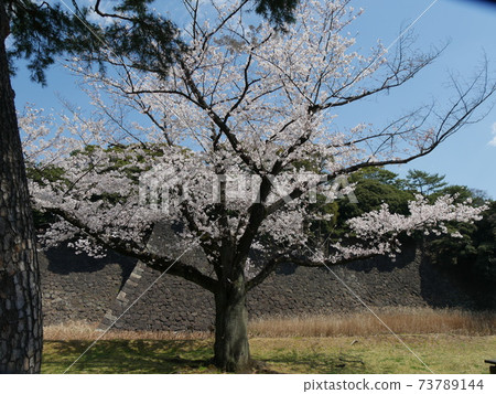 櫻花 櫻花 73789144