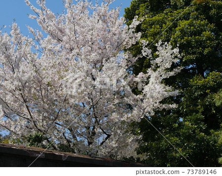 Cherry blossoms Cherry blossoms 73789146