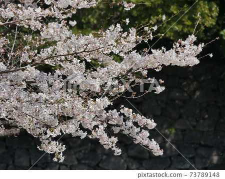 Cherry blossoms Cherry blossoms 73789148