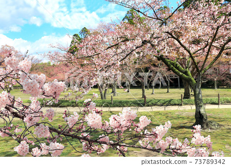 Sakura in Koishikawa Korakuen garden, Okayama, Japan Sakura in Koishikawa Korakuen garden, Okayama, Japan 73789342