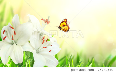 Sunny spring background with butterfly and lily flower on flowerbed 73789350