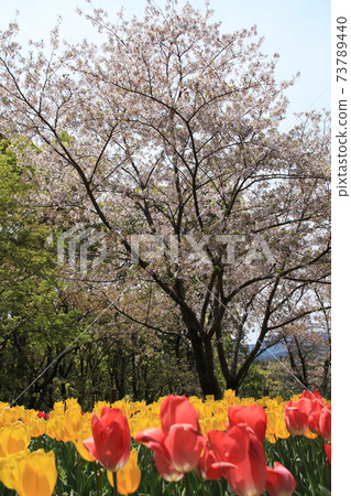 The contrast between the cherry blossoms in full bloom and the tulips in full bloom 73789440