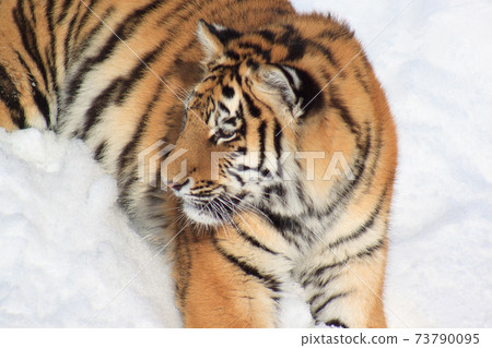 Wild siberian tiger is lying on a white snow. Wild siberian tiger is lying on a white snow. 73790095