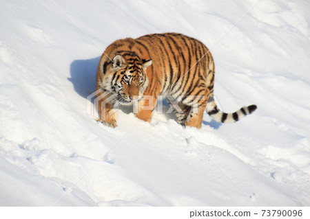 Wild siberian tiger is walking on a white snow. Wild siberian tiger is walking on a white snow. 73790096